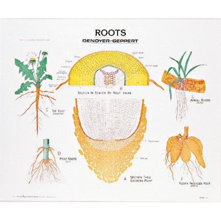 DENOYER-GEPPERT Charts/Posters, Roots Chart Mounted 1901-10